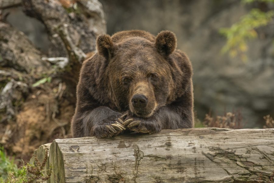 В сибирском городе ввели режим ЧС из-за гуляющего медведя