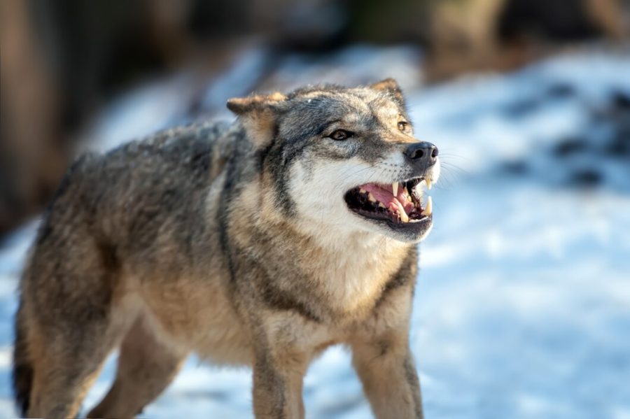 Огромную стаю волков заметили жители маленького района России