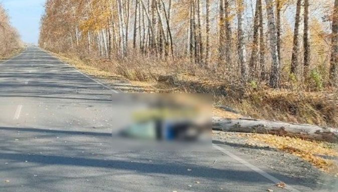 В Сибири дерево рухнуло на женщину и она скончалась