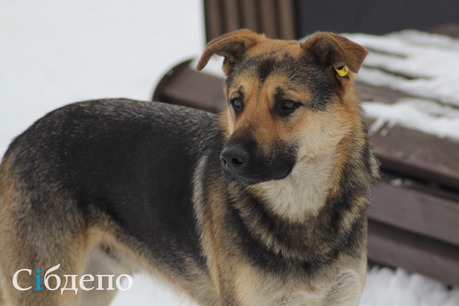 «6 прививок нужно сделать»: в Кузбассе стая собак напала на девушку