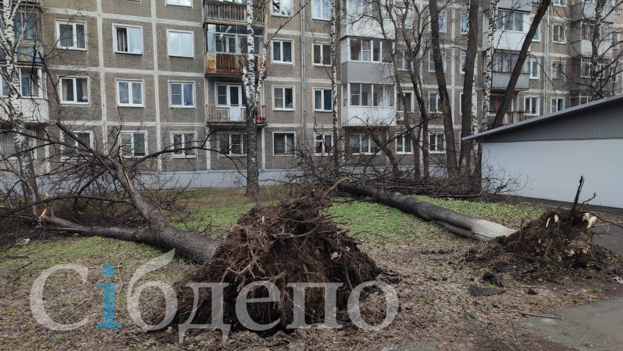 «Слишком зазеленили»: кузбасский город избавится от лишних деревьев