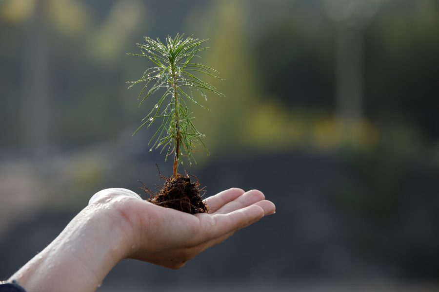 «Кузбассразрезуголь» в 2023 году высадил в регионе более 1,5 млн деревьев и кустарников