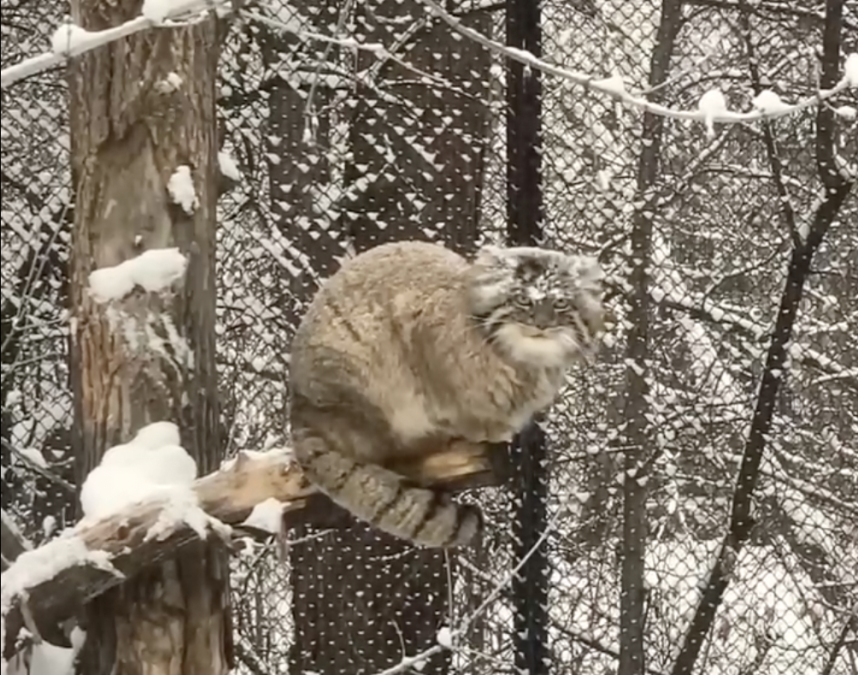 В Новосибирском зоопарке манулы с недовольством встретили снег