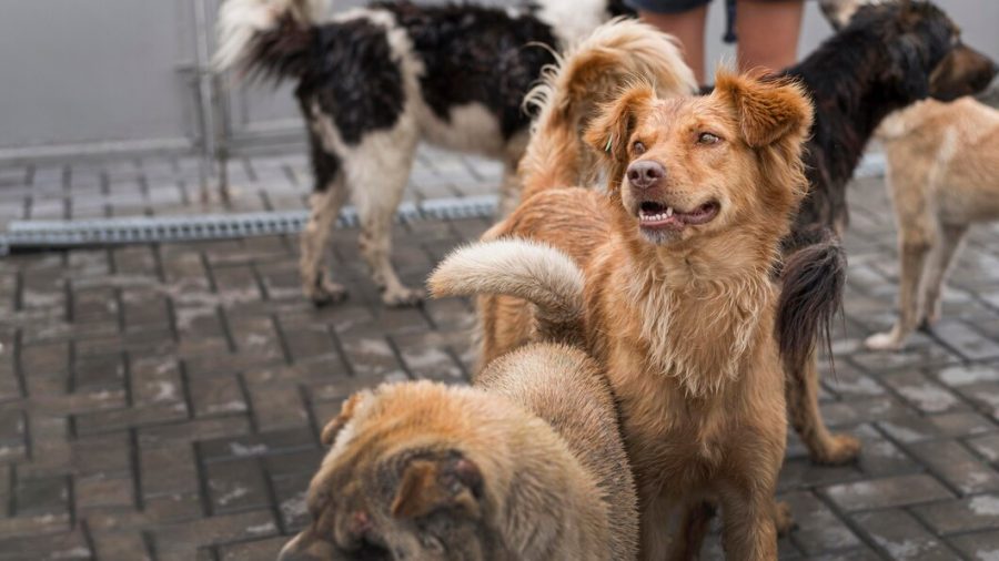 Сибиряка, по чьей вине погибли 18 собак, будут лечить психиатры
