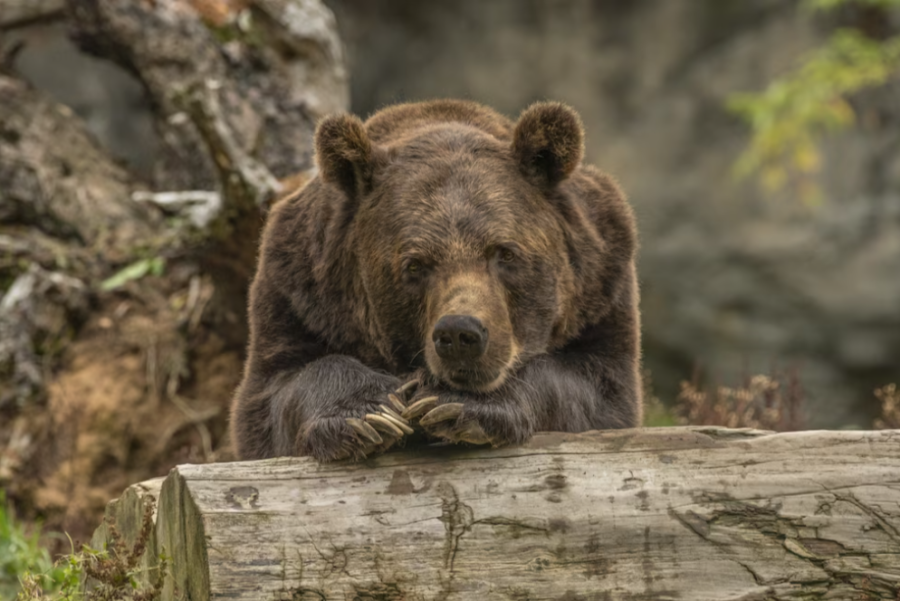 В Сибири медведь потянулся к знаниям