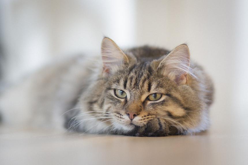 Соцсети: в Кузбассе запретили считать опеку над котами смягчающим обстоятельством для преступников