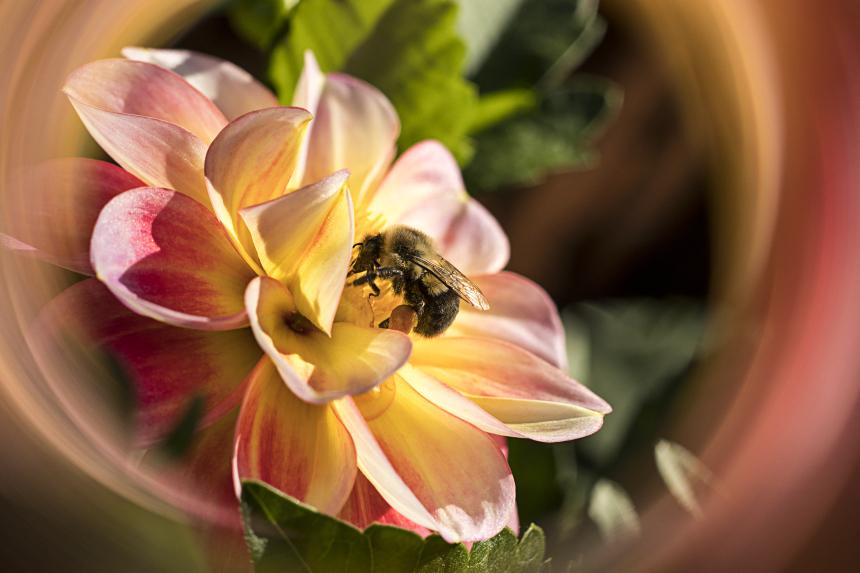 В Сибири спасают пчёл, но аграрии недовольны