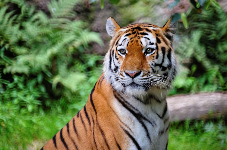 В России поймали конфликтного тигра