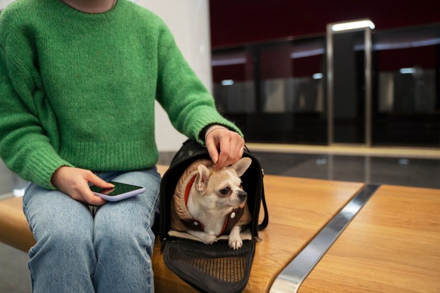 «Ваша собачка не полетит»: как кузбассовцам путешествовать на самолетах со своим питомцем