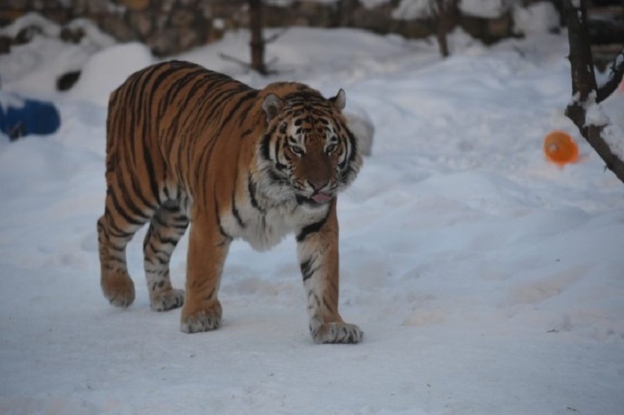 Амурский тигр насмерть задрал мужчину в российском регионе