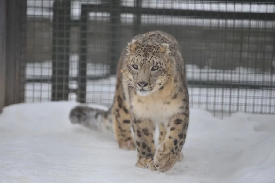 Огромная кошка устроила зимний пикник в крупнейшем зоопарке Сибири