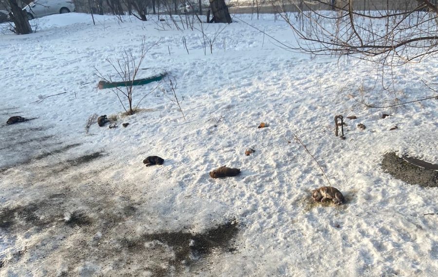 Выкинул щенков с 5 этажа: в Кузбассе полиция нашла 65-летнего садиста
