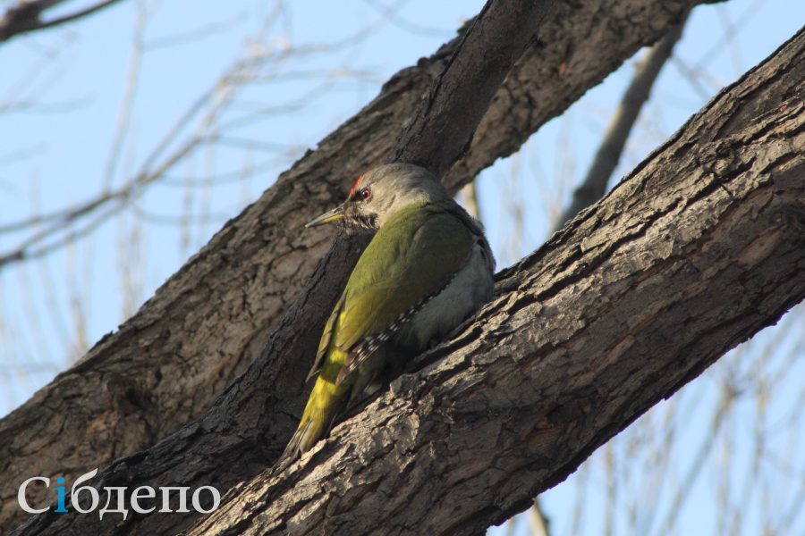 Клювы «крестиком», сердитые глаза и зелёные хвосты: красивые и редкие птицы зимуют в крупном городе Кузбасса