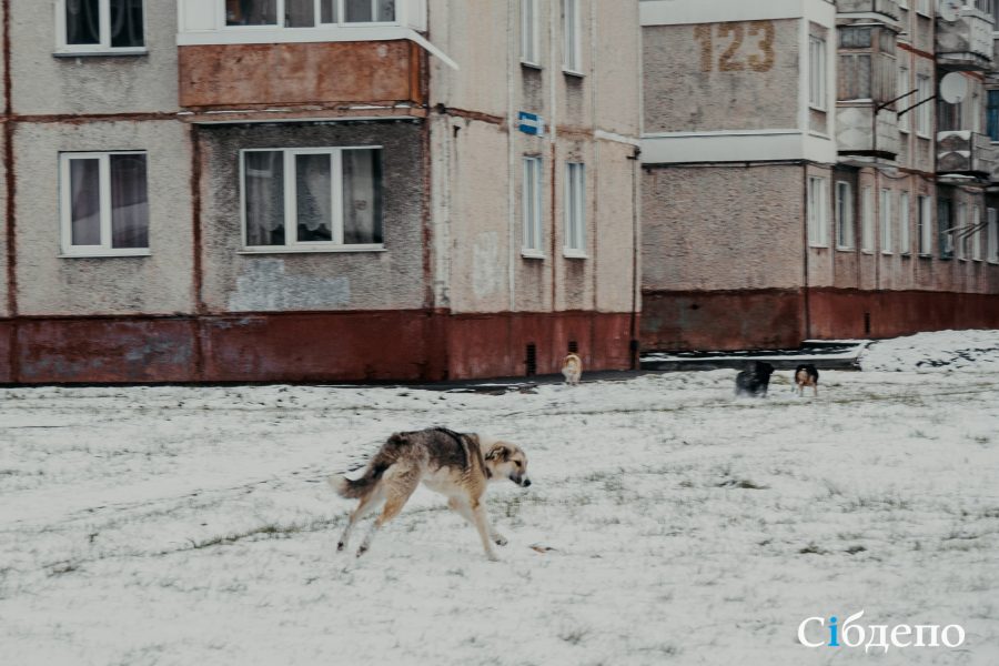 Крупные бродяги шугают кузбассовцев в родном дворе