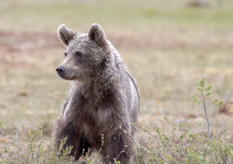 «Пусть мама услышит»: в Кузбассе одинокий медвежонок вышел к людям