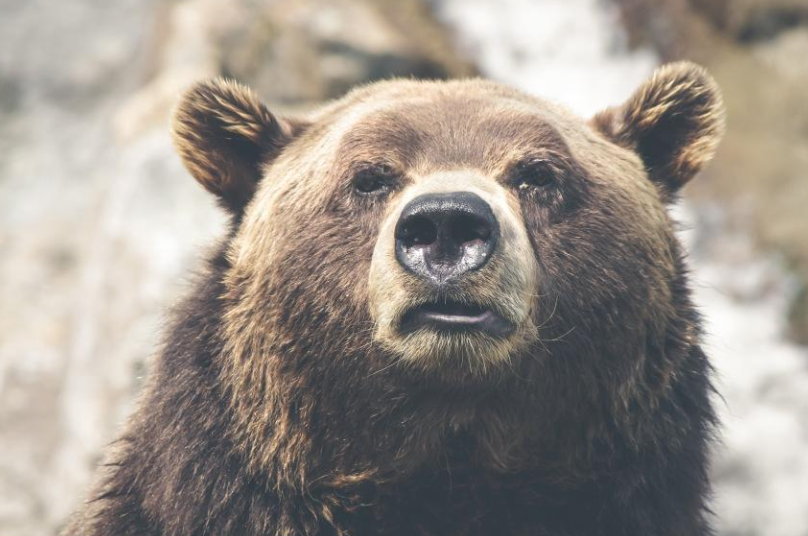 Есть случаи: специалисты рассказали о медведях-шатунах в Кузбассе