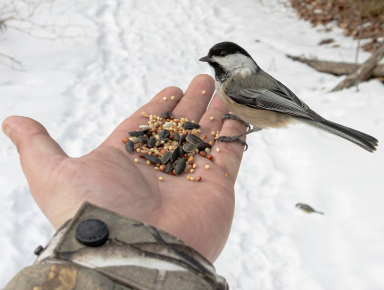 Если кормить птиц, то они исчезнут: эксперт предложил игнорировать голодных пернатых