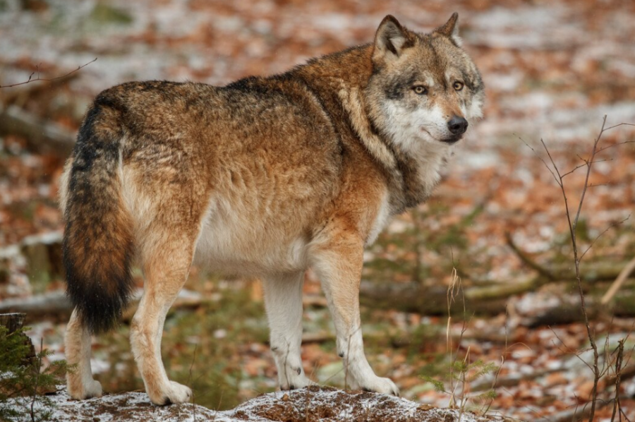 Чиновник отчитался о массовом убийстве волков в регионе России
