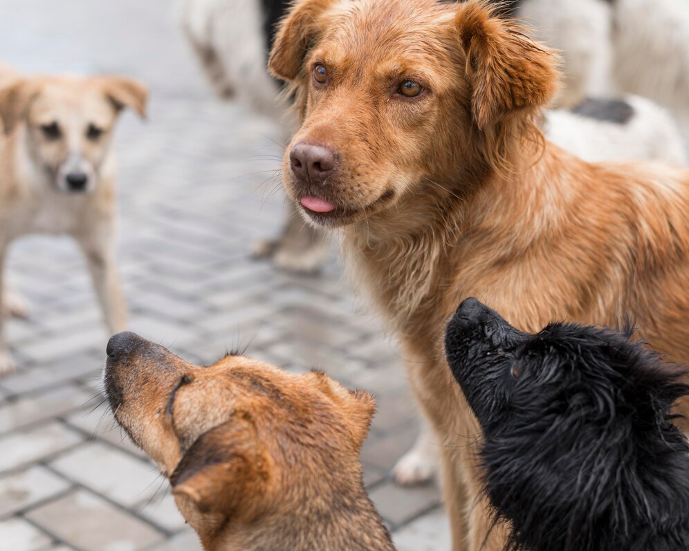 Стая собак напала на девушку в российском регионе