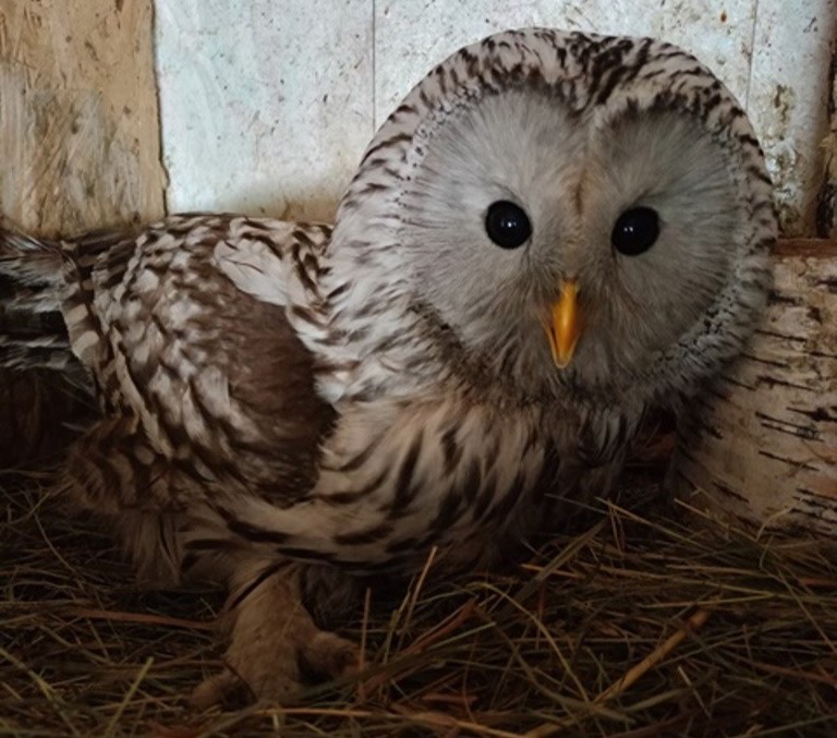 «Ушибы и шоковое состояние»: на угольном предприятии в Кузбассе нашли дикую птицу