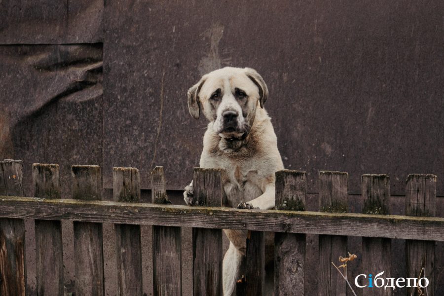 Соцсети: огромная собака загрызла маленького ребенка в Кузбассе
