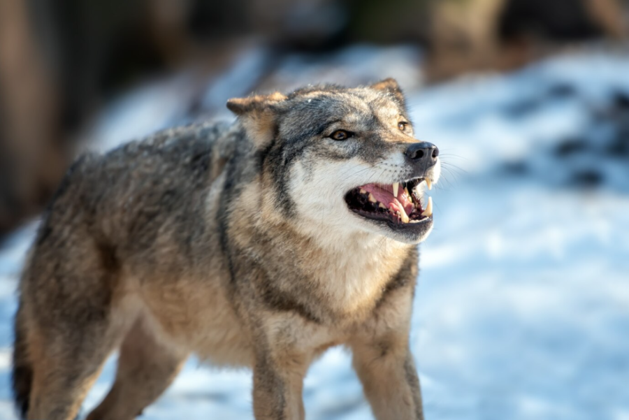 Соцсети: волк гуляет на остановке в центре Кемерова