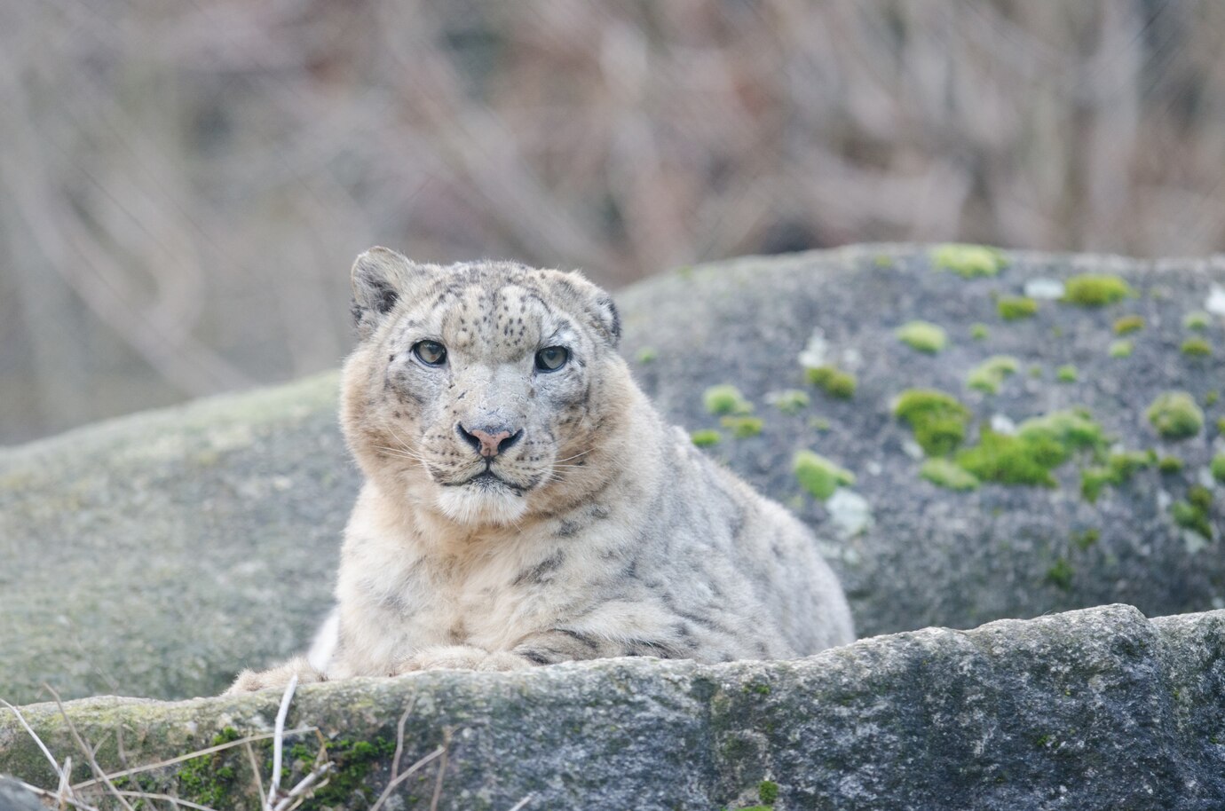 В большом зоопарке Сибири посчитали милых кошек