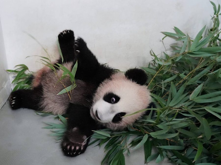 Видео: маленькая Катюша из российского зоопарка сильно устала и решила отдохнуть