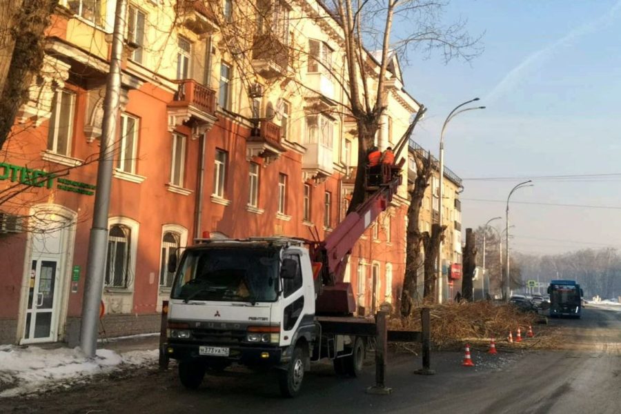 Больше 200 опасных деревьев скоро исчезнет с улиц Кемерова