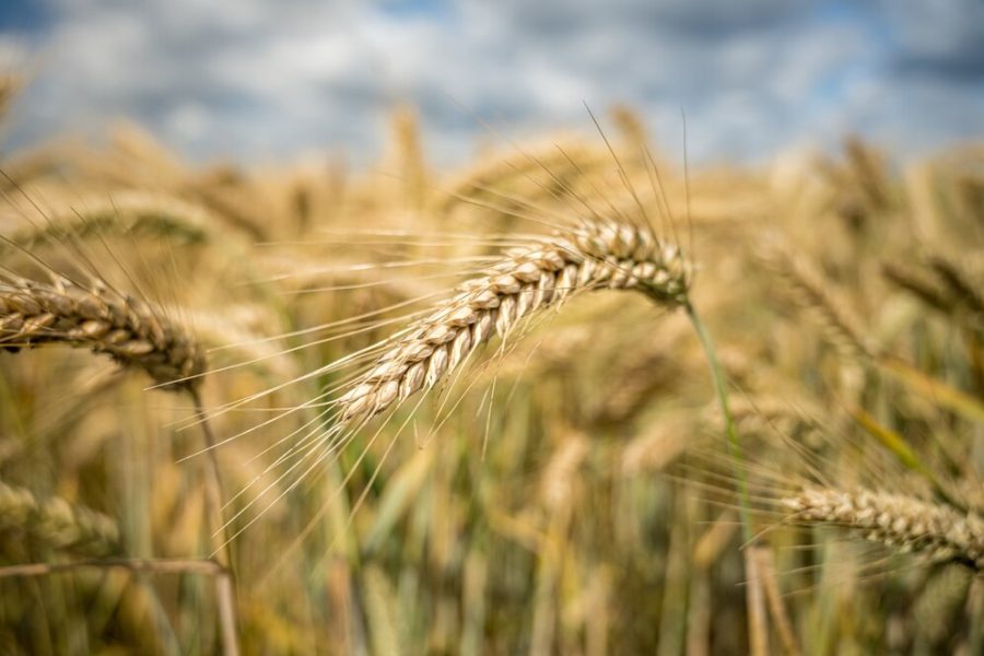 С начала года Кузбасс отправил в Китай тысячи тонн зерна