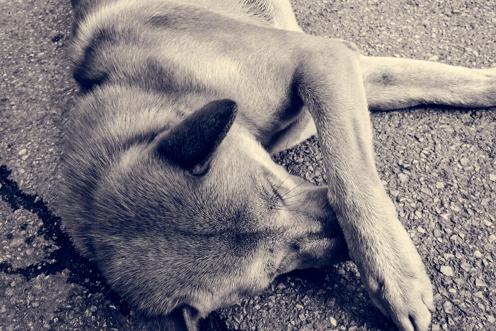 В Кузбассе домашний пёс погиб страшной смертью от рук человека