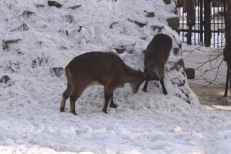 хищные животные. 2 диких зверя. дикие звери. детеныш леопарда. любовь животных.
