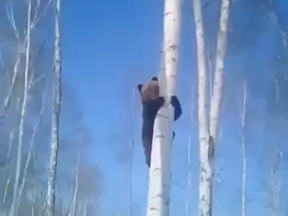 Видео: снегоходчик загнал сонного медведя на берёзу в сибирском лесу