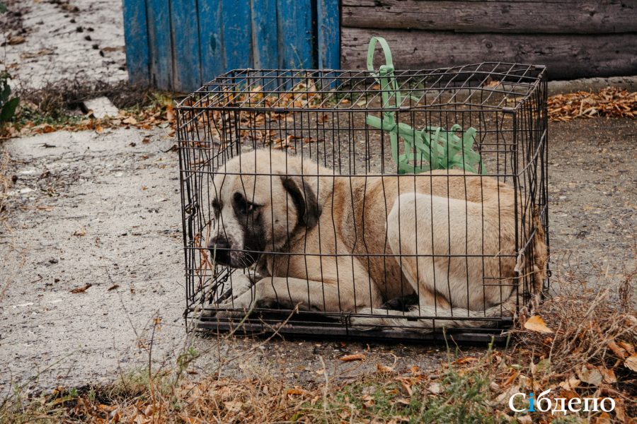 Российская компания получала реальные деньги за отлов несуществующих собак