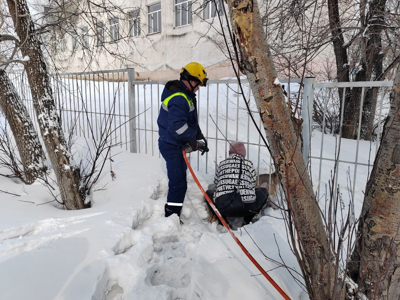 Ее все пожалели: в Кемерове беззащитная косуля попала в жесткую западню