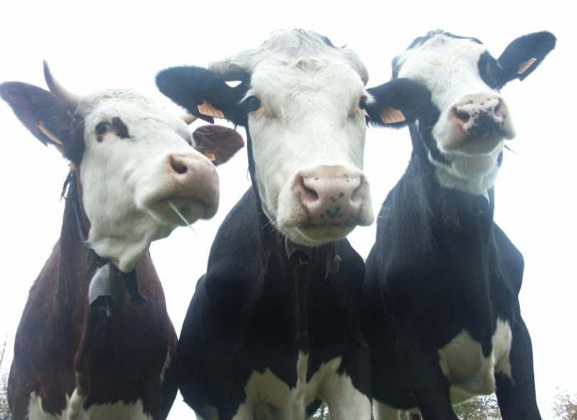 Жители посёлка под Новокузнецком пожаловались на блудных коров и запах навоза