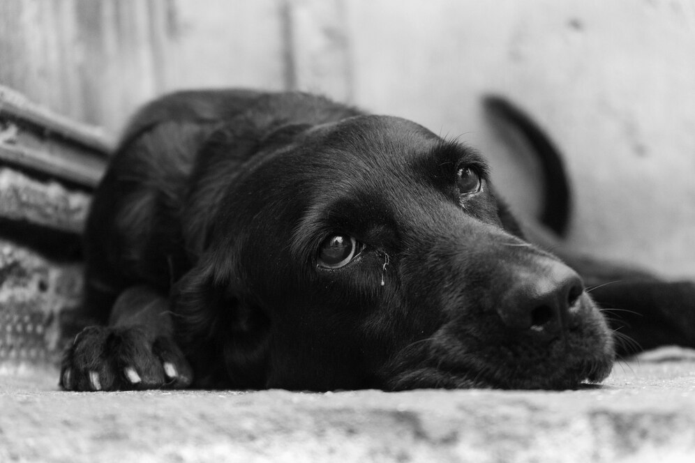 Полиция опровергла сообщение о массовом отравлении собак в Кузбассе