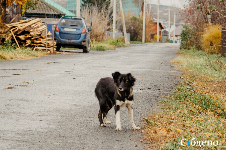 Бездомная собака напала на ребенка в российском регионе