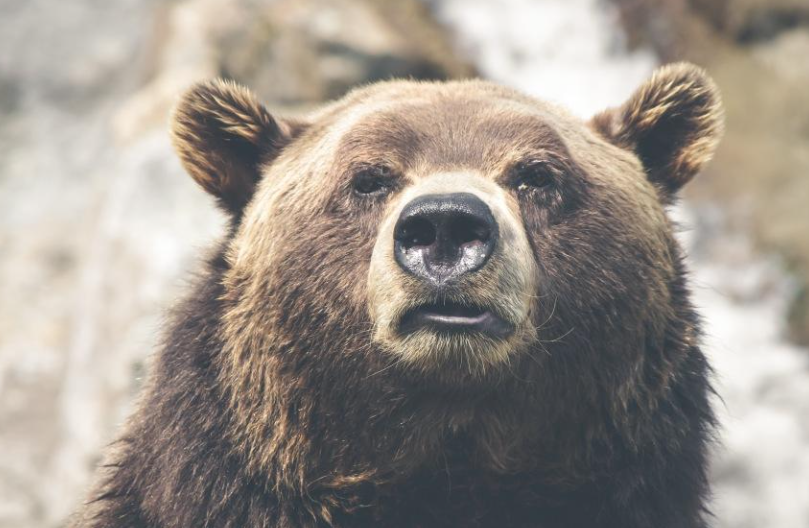 Гражданка Китая тайно вывозила из Сибири шкуру убитого медведя