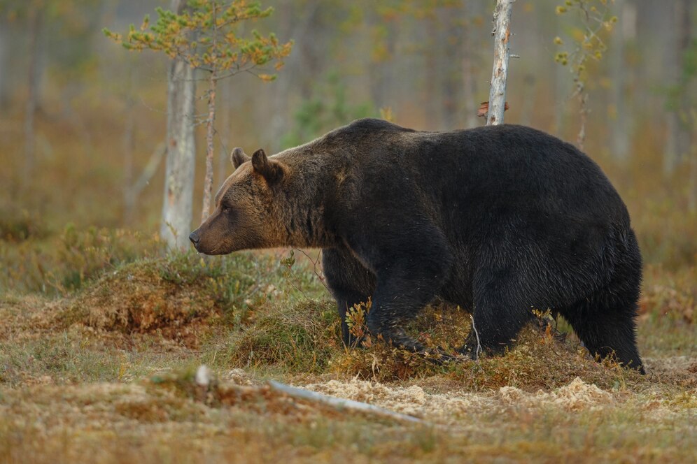 В Кузбассе медведь проснулся посреди угольного разреза