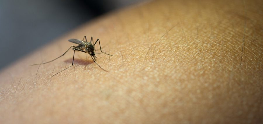 У комаров и клещей России обнаружили новые вирусы