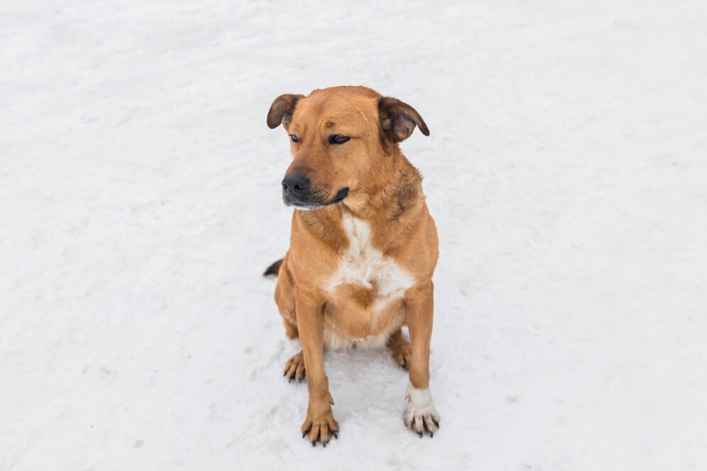 Одинокая собака на льдине не даёт покоя кемеровским спасателям