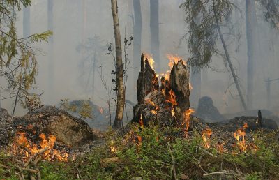 Спасатели потушили в Сибири первый лесной пожар