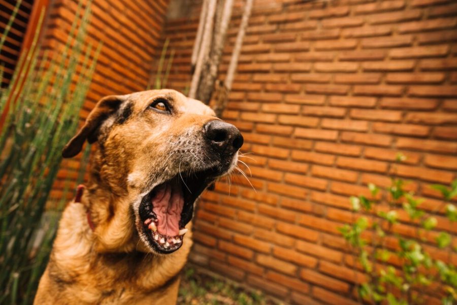 В Кузбассе вечерняя прогулка с собакой закончилась вызовом сапёров