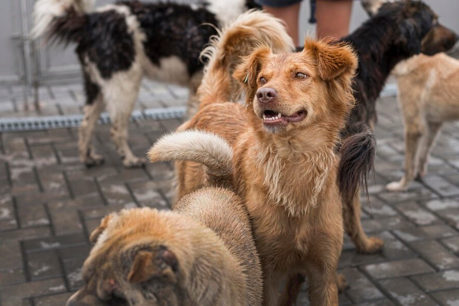 Жители Кемерова пожаловались на стаю агрессивных собак