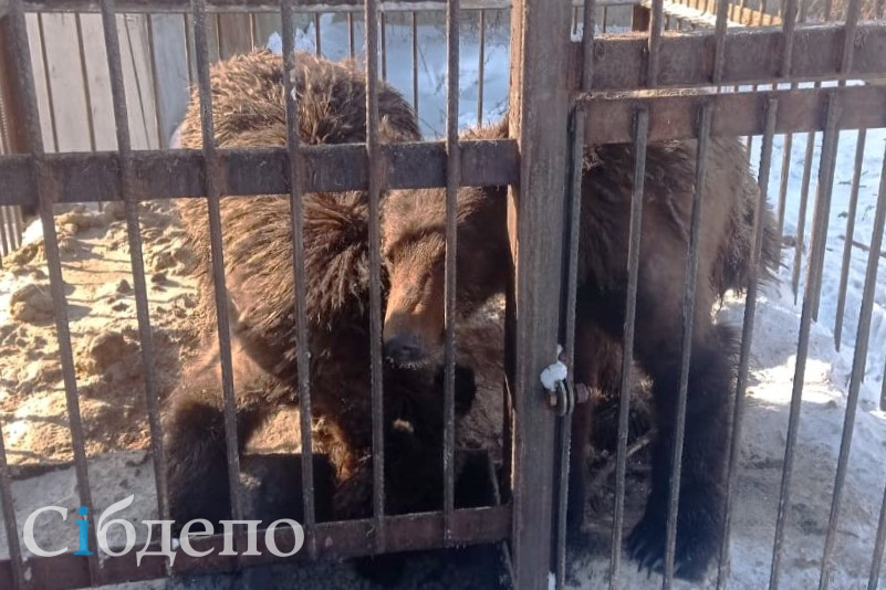 Жёсткие кадры: в Кузбассе трупы двух растерзанных медвежат нашли на свалке (фото 18+)