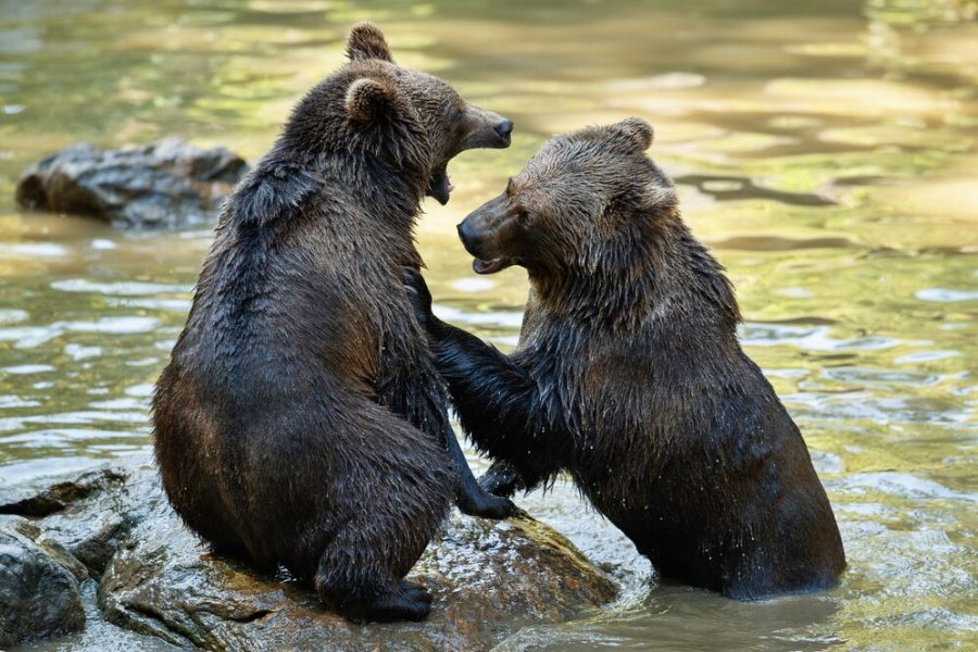 Троих медведей заметили жители города в Кузбассе (видео)