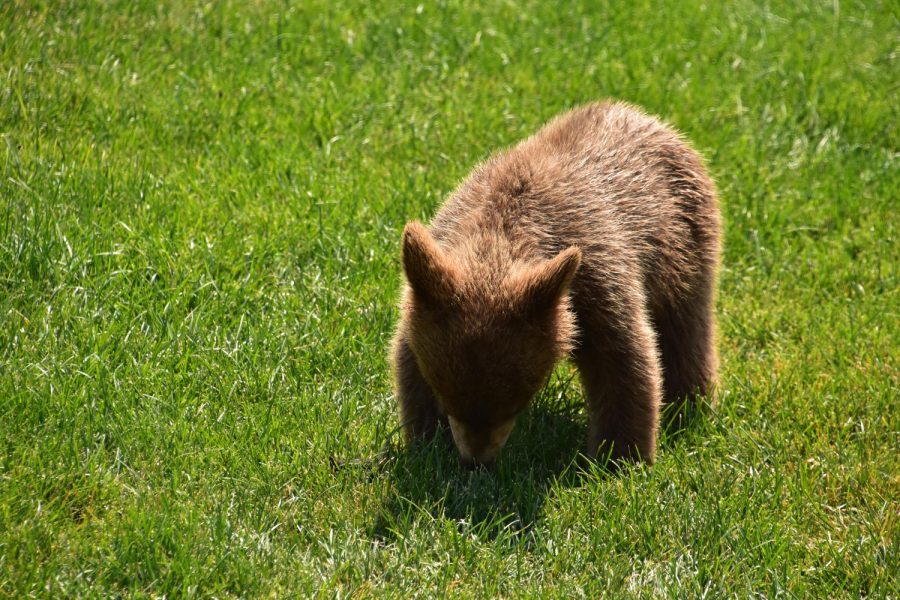 Стала известна дальнейшая судьба спасенного в Сибири медвежонка
