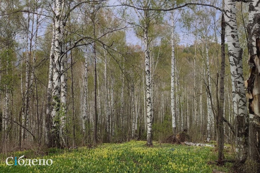 Россиянам перечислили самые опасные для аллергиков деревья