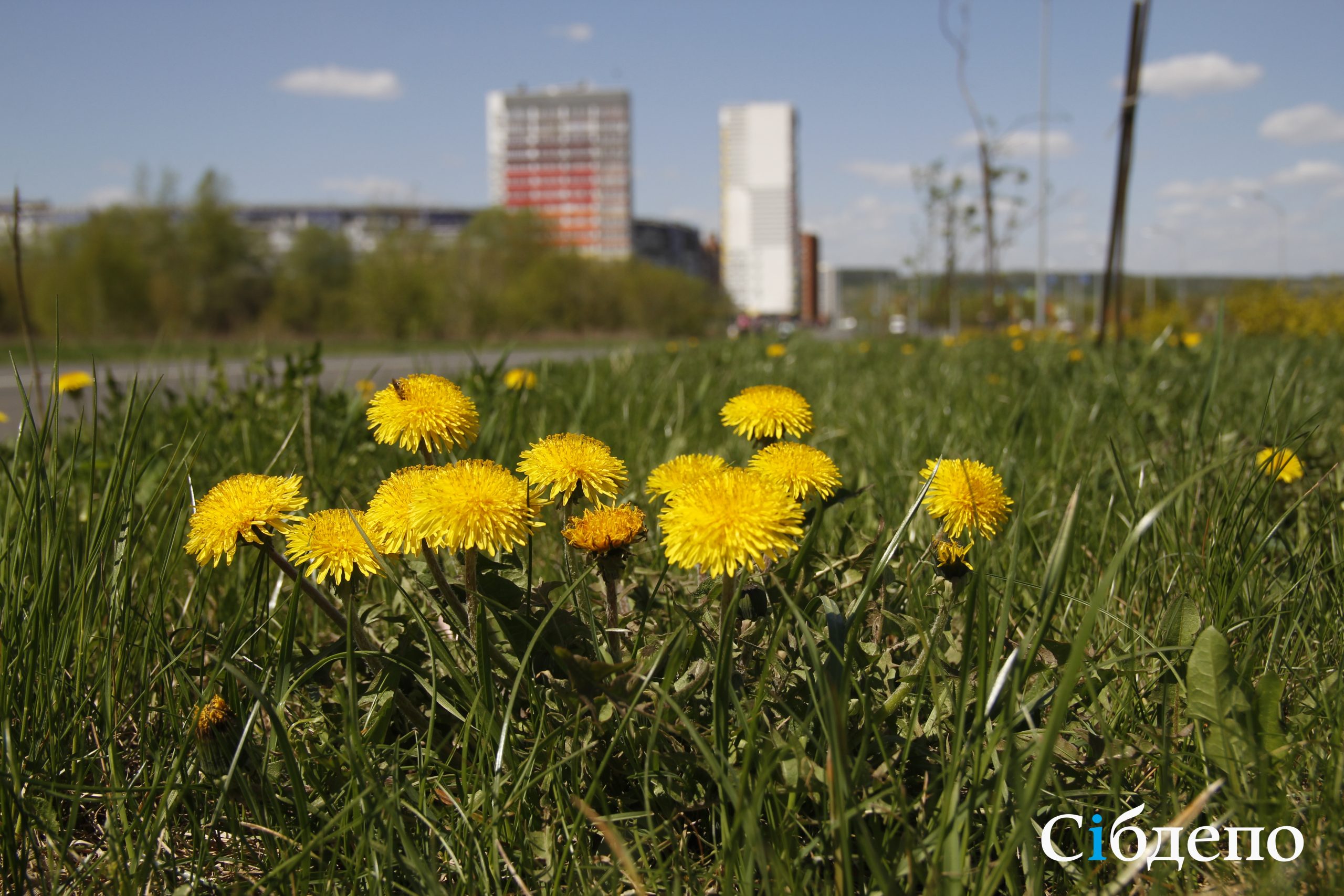 Яркое солнце и медовый аромат цветов: в Кузбасс пришла весна